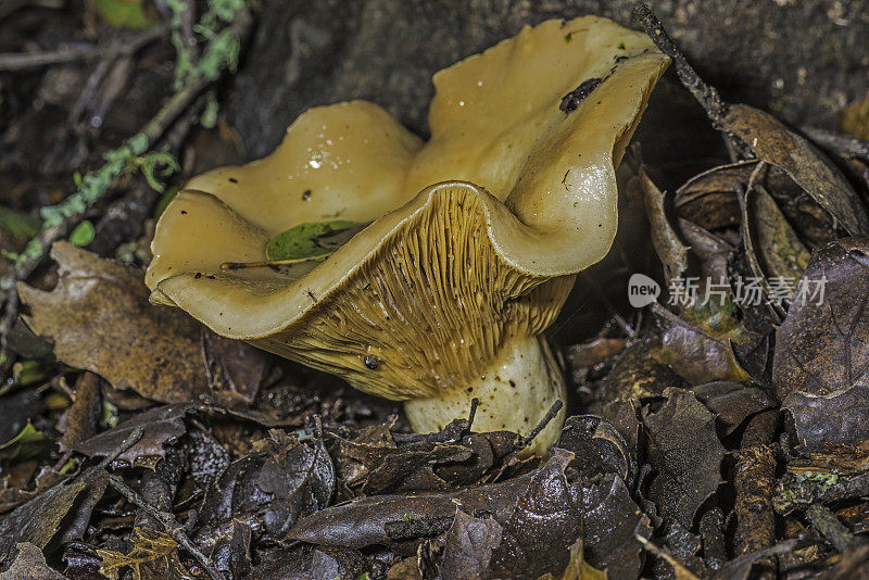 松乳菇(Lactarius xanthogalactus)，俗称黄染乳帽(yellow-着色乳帽)，是一种有毒的真菌，在索诺马县发现。拉格牧场县公园。